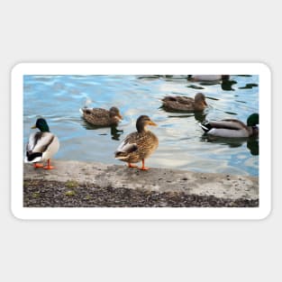 Female Mallard Duck Standing By The Pond Sticker